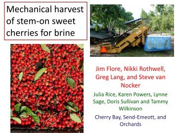 Mechanical harvest of stem-on sweet cherries for brine