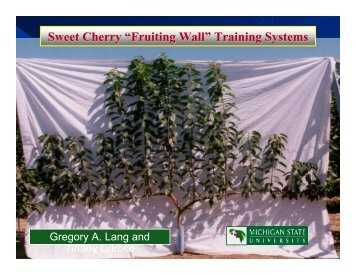 Sweet Cherry “Fruiting Wall” Training Systems