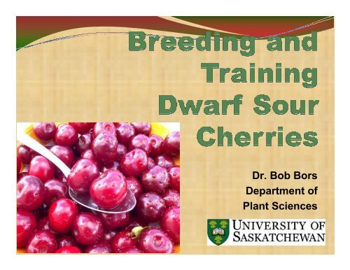 Breeding and training dwarf sour cherries