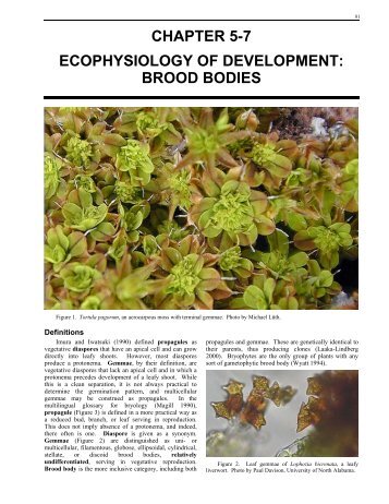 brood bodies - Bryophyte Ecology