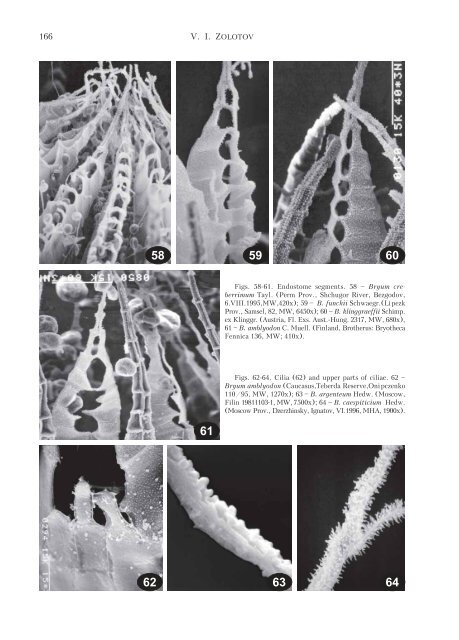 THE GENUS BRYUM (BRYACEAE, MUSCI) IN MIDDLE ... - Arctoa