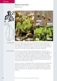 Bryum marratii - BBS Field Guide