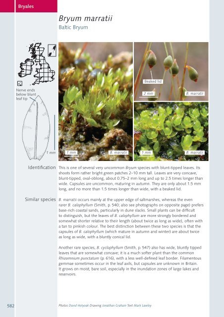 Bryum marratii - BBS Field Guide