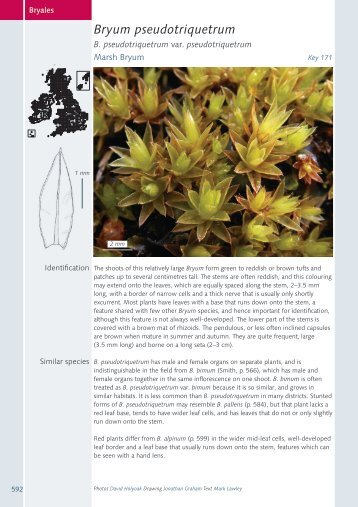Bryum pseudotriquetrum - BBS Field Guide