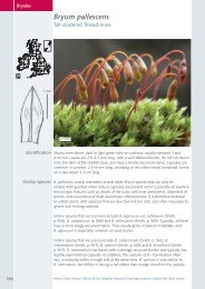 Bryum pallescens - BBS Field Guide