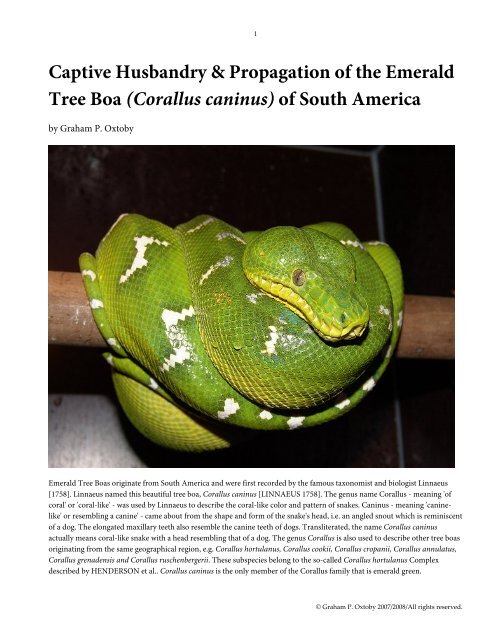 How to Care for Your Emerald Tree Boa