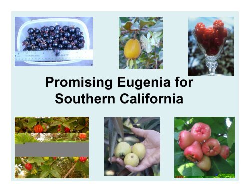 Promising Eugenia for Southern California - California Rare Fruit ...