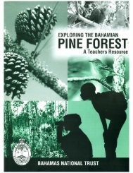 Pine Forest Plants - The Bahamas National Trust