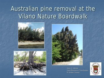 Australian pine removal at the Vilano Nature Greenway