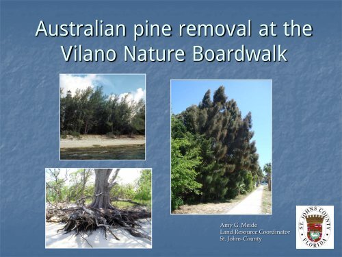 Australian Pine Removal At The Vilano Nature Greenway