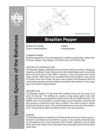 Invasive Species Of The Bahamas Brazilian Pepper