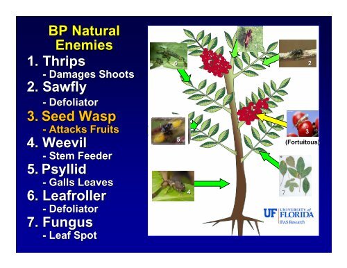 Biological Control of Brazilian Peppertree,