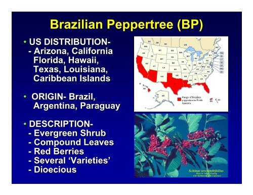 Biological Control of Brazilian Peppertree,