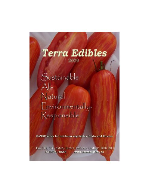 Légume Tomate BRANDYWINE ROUGE 100 FINEST SEEDS