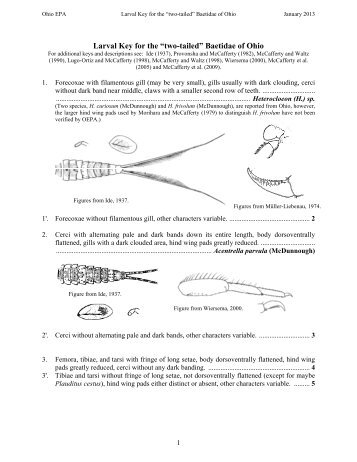 Larval Key for the “two-tailed” Baetidae of Ohio - Ohio EPA