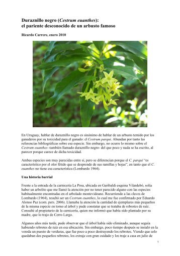 Duraznillo negro (Cestrum euanthes): el pariente desconocido de ...