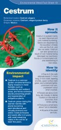 Cestrum (PDF, 138kb) - Cardinia Shire Council