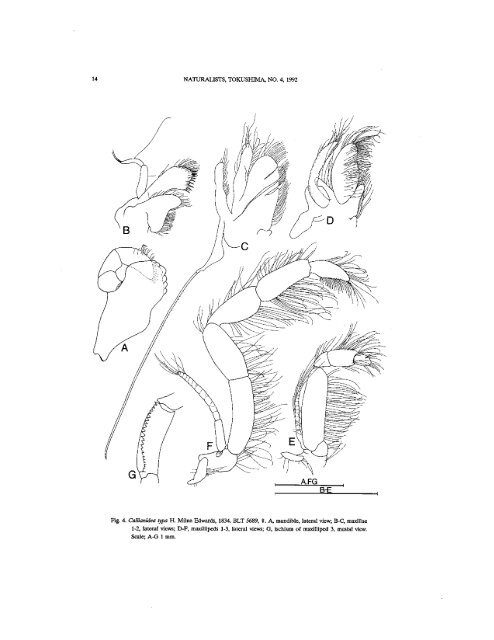 Les Thalassinidea (Crustacea, Decapoda) du ... - AToL Decapoda