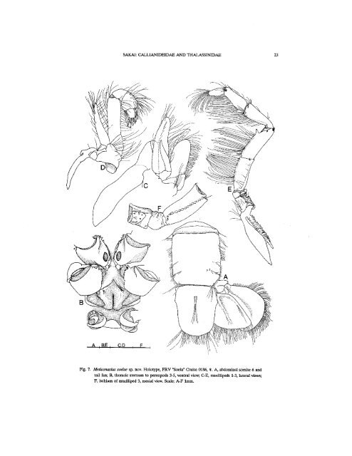 Les Thalassinidea (Crustacea, Decapoda) du ... - AToL Decapoda