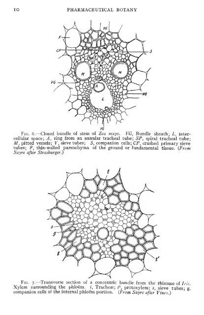 Pharmaceutical botany - Lighthouse Survival Blog