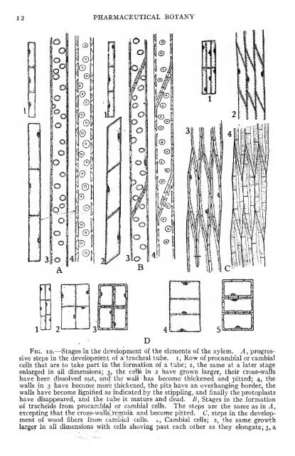 Pharmaceutical botany - Lighthouse Survival Blog