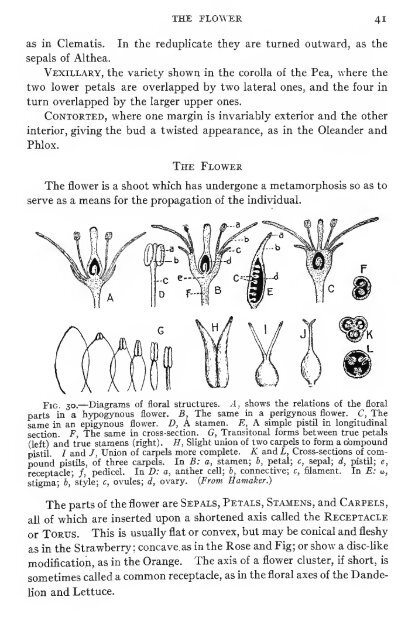 Pharmaceutical botany - Lighthouse Survival Blog