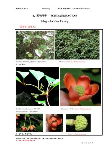 五味子科Schisandraceae - 北京林业大学教学平台