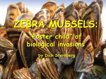 "Zebra Mussels: Poster child of biological invasions" by