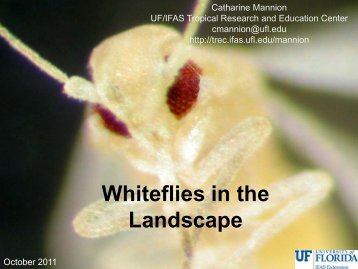 Whitefly in the Landscape - Tropical Research and Education ...