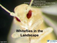 Whiteflies - Islamorada, Village of Islands