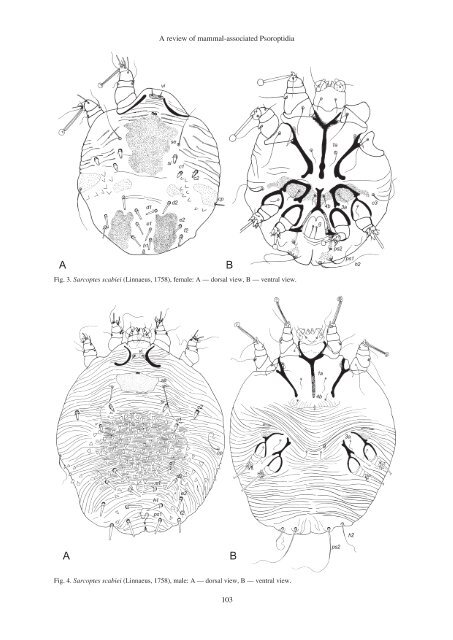 A. V. Bochkov A B C Fig.