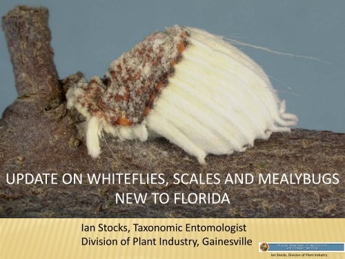 update on whiteflies, scales and mealybugs new to florida