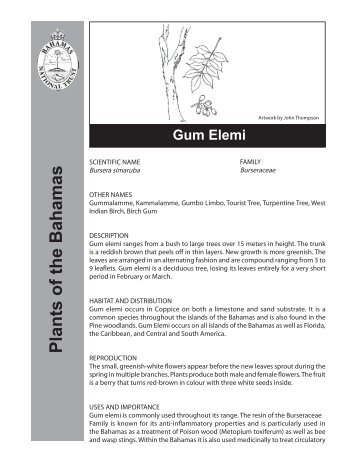 Gum Elemi Fact Sheet - The Bahamas National Trust
