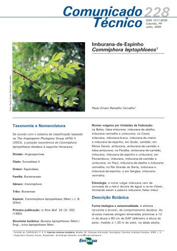 Commiphora leptophloeos - Embrapa Florestas