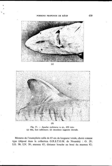 Poissons de la pente récifale externe de Nouvelle-Calédonie ... - IRD