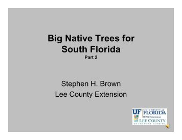 Big Native Trees for South Florida - Lee County Extension