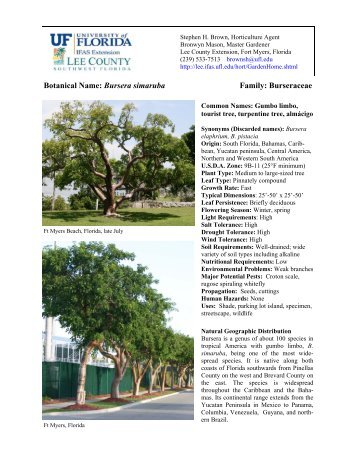 Gumbo limbo - Lee County Extension - University of Florida