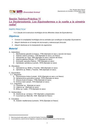 Sesión Teórico-Práctica 11 La Deuterostomía. Los Equinodermos o ...