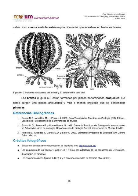 Sesión Teórico-Práctica 11 La Deuterostomía. Los Equinodermos o ...