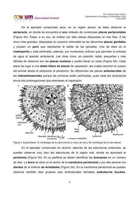 Sesión Teórico-Práctica 11 La Deuterostomía. Los Equinodermos o ...