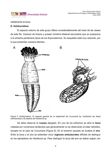 Sesión Teórico-Práctica 11 La Deuterostomía. Los Equinodermos o ...