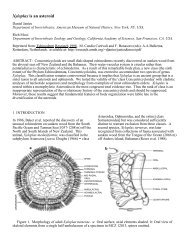 Xyloplax is an asteroid - Our Research - American Museum of ...