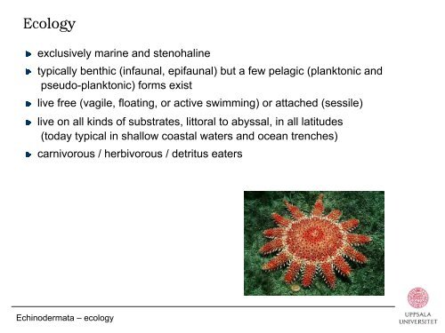 Phylum Echinodermata