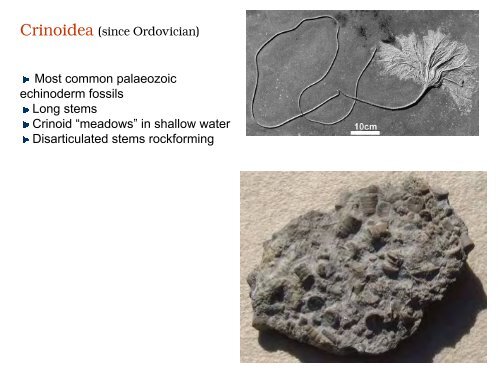 Phylum Echinodermata