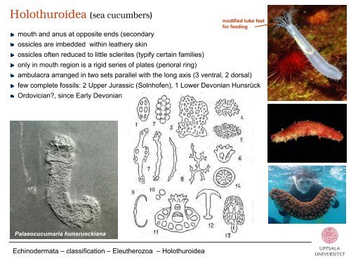 Phylum Echinodermata