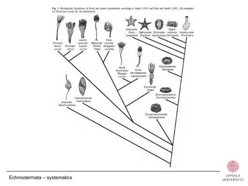 Phylum Echinodermata