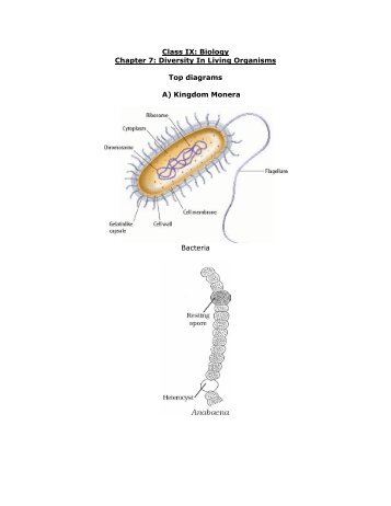 Biology Chapter 7: Diversity In Living Organisms Top diagrams A ...