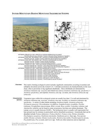 INTER-MOUNTAIN BASINS MONTANE SAGEBRUSH STEPPE