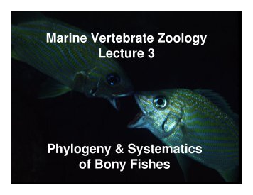 Lecture 03 - Bony Fishes