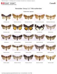 Noctuidae Part 3.3: Hadeninae: Apameini